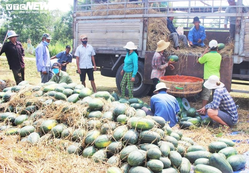 Mùa dịch Covid-19, nông dân Quảng Nam phấn khởi nhờ bội thu dưa hấu